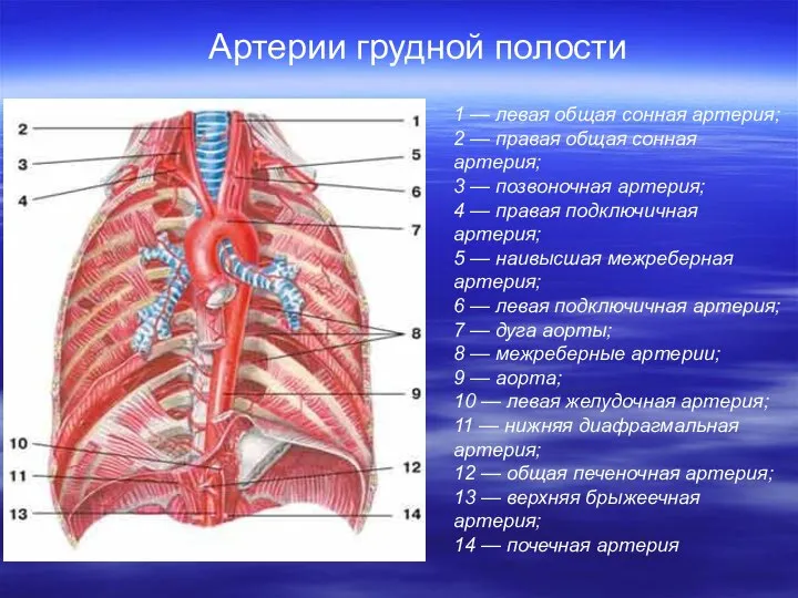 Артерии грудной полости 1 — левая общая сонная артерия; 2 —