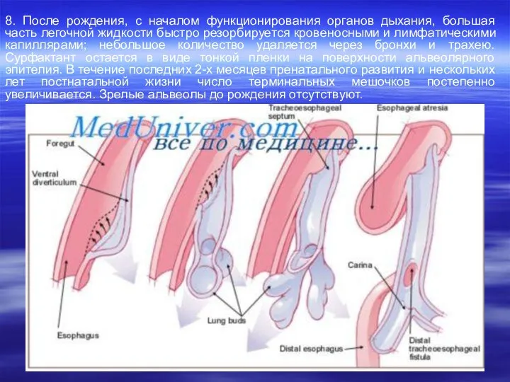 8. После рождения, с началом функционирования органов дыхания, большая часть легочной