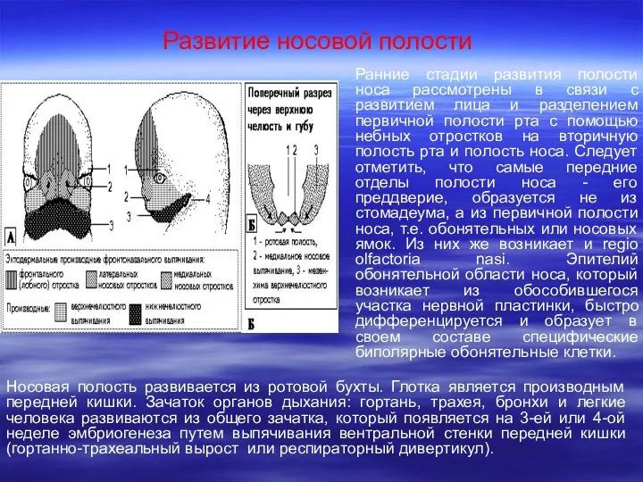 Ранние стадии развития полости носа рассмотрены в связи с развитием лица