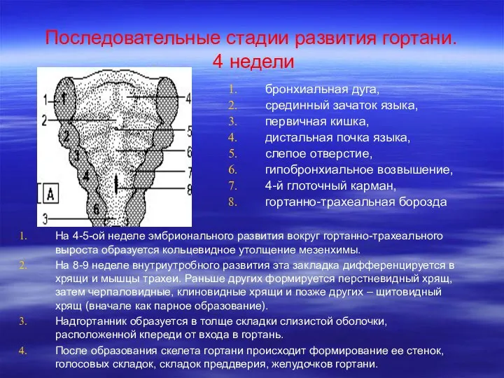 Последовательные стадии развития гортани. 4 недели бронхиальная дуга, срединный зачаток языка,