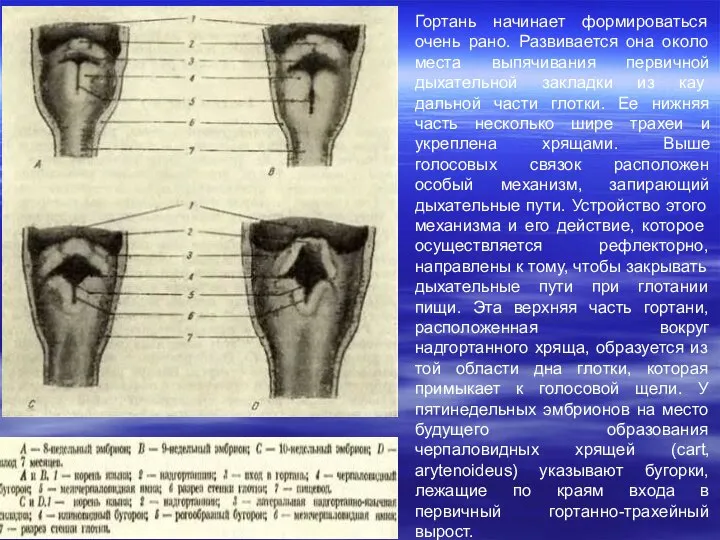 Гортань начинает формироваться очень рано. Развивается она около места выпячивания первичной