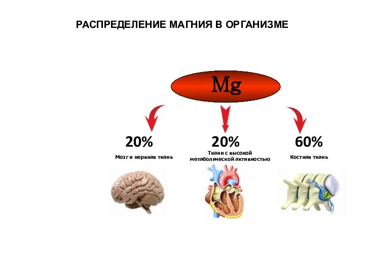 Мозг и нервная ткань 20% Ткани с высокой метаболической активностью 20%