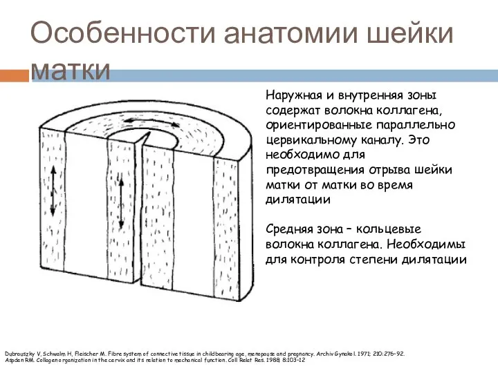 Особенности анатомии шейки матки Наружная и внутренняя зоны содержат волокна коллагена,