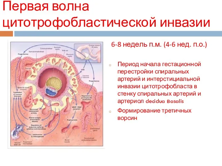 Первая волна цитотрофобластической инвазии 6-8 недель п.м. (4-6 нед. п.о.) Период