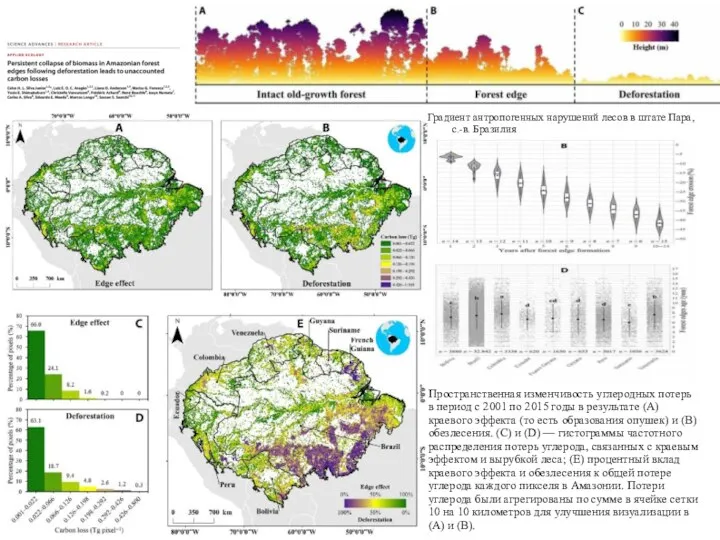 Градиент антропогенных нарушений лесов в штате Пара, с.-в. Бразилия Пространственная изменчивость