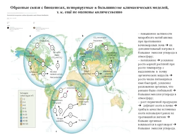 Обратные связи с биоценозах, игнорируемые в большинстве климатических моделей, т. к.