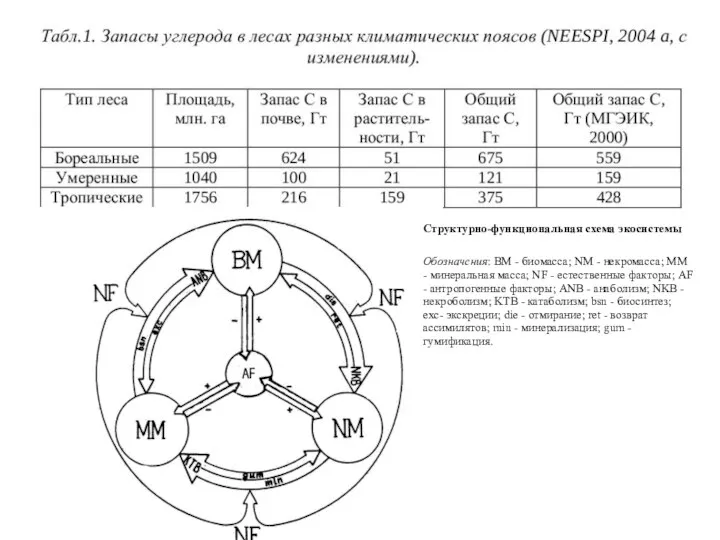 Структурно-функциональная схема экосистемы Обозначения: BM - биомасса; NM - некромасса; MM