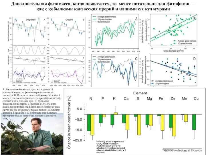 Дополнительная фитомасса, когда появляется, то менее питательна для фитофагов — как