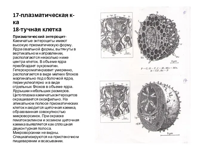 17-плазматическая к-ка 18-тучная клетка Призматический энтероцит-Каемчатые энтероциты имеют высокую призматическую форму.