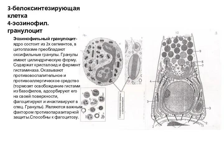 3-белоксинтезирующая клетка 4-эозинофил.гранулоцит Эозинофильный гранулоцит-ядро состоит из 2х сегментов, в цитоплазме