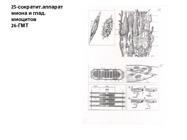 25-сократит.аппарат миона и глад.миоцитов 26-ГМТ