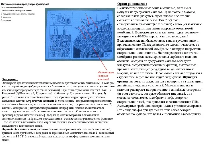 Орган равновесия: Включает рецепторные зоны в мешочке, маточке и ампулах полукружных