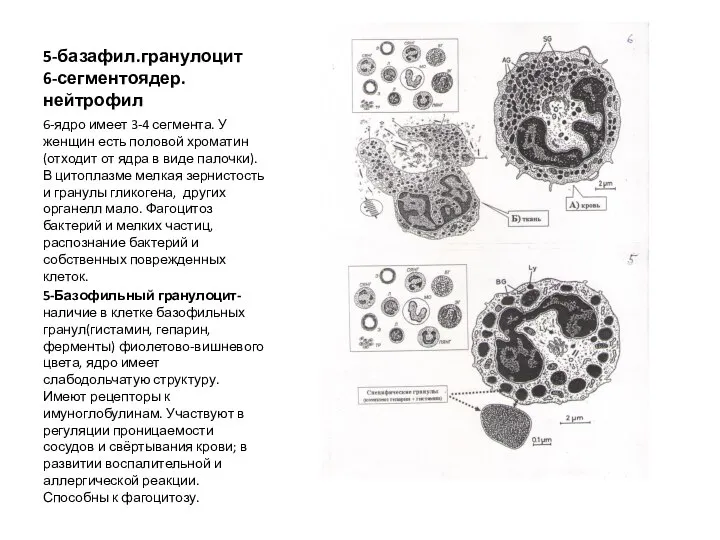 5-базафил.гранулоцит 6-сегментоядер.нейтрофил 6-ядро имеет 3-4 сегмента. У женщин есть половой хроматин(отходит