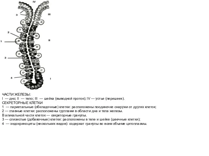 ЧАСТИ ЖЕЛЕЗЫ: I — дно; II — тело; III — шейка