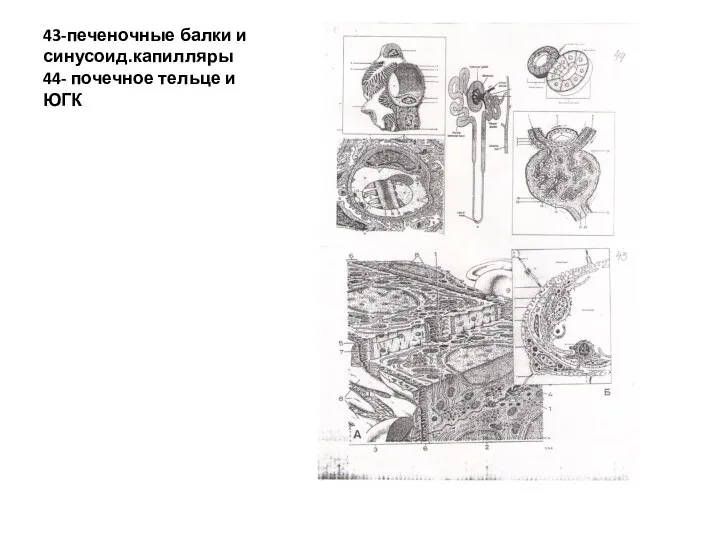 43-печеночные балки и синусоид.капилляры 44- почечное тельце и ЮГК