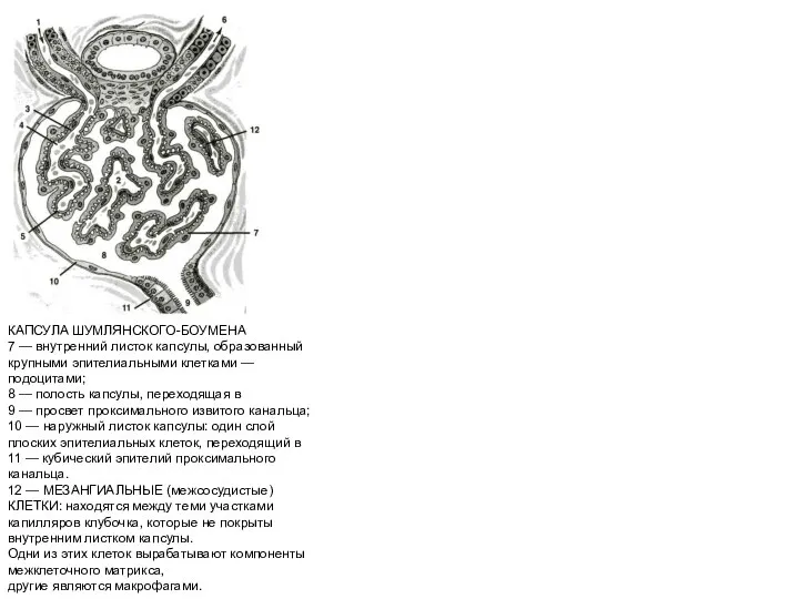 КАПСУЛА ШУМЛЯНСКОГО-БОУМЕНА 7 — внутренний листок капсулы, образованный крупными эпителиальными клетками