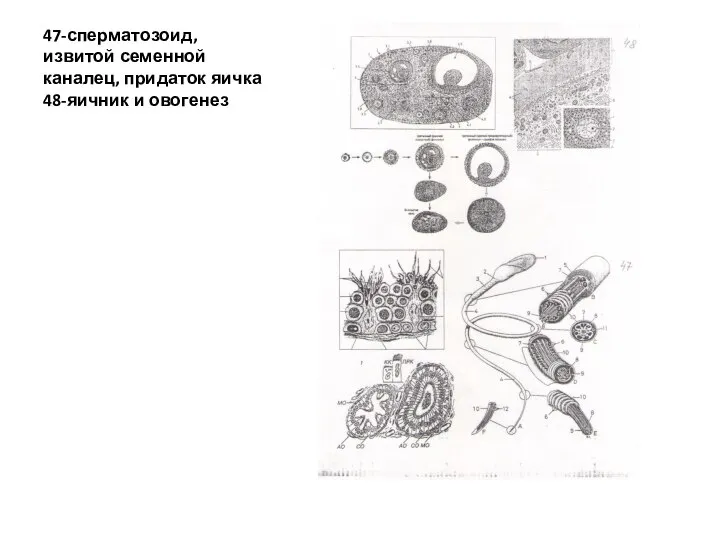 47-сперматозоид, извитой семенной каналец, придаток яичка 48-яичник и овогенез