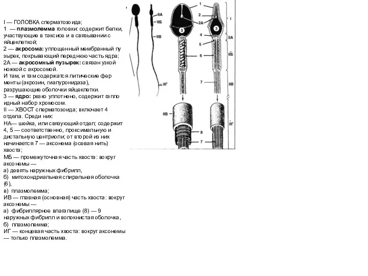 I — ГОЛОВКА сперматозоида; 1 — плазмолемма головки: содержит белки, участвующие