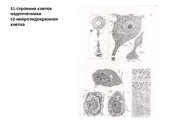 51-строение клеток надпочечника 52-нейроэндокринная клетка