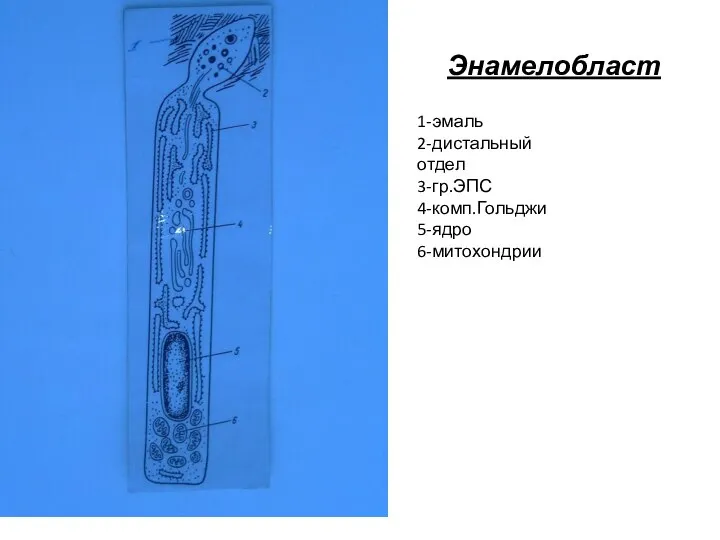 Энамелобласт 1-эмаль 2-дистальный отдел 3-гр.ЭПС 4-комп.Гольджи 5-ядро 6-митохондрии