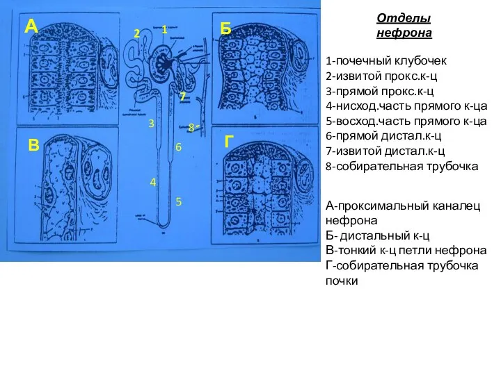 Отделы нефрона 1-почечный клубочек 2-извитой прокс.к-ц 3-прямой прокс.к-ц 4-нисход.часть прямого к-ца