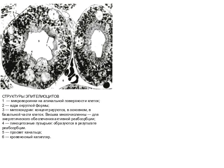 СТРУКТУРЫ ЭПИТЕЛИОЦИТОВ 1 — микроворсинки на апикальной поверхности клеток; 2 —