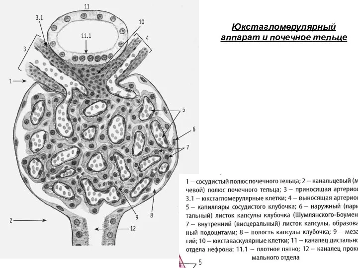 Юкстагломерулярный аппарат и почечное тельце 24 2