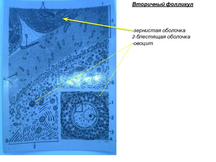 Вторичный фолликул -зернистая оболочка 2-блестящая оболочка -овоцит