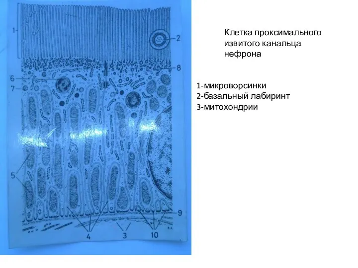Клетка проксимального извитого канальца нефрона 1-микроворсинки 2-базальный лабиринт 3-митохондрии