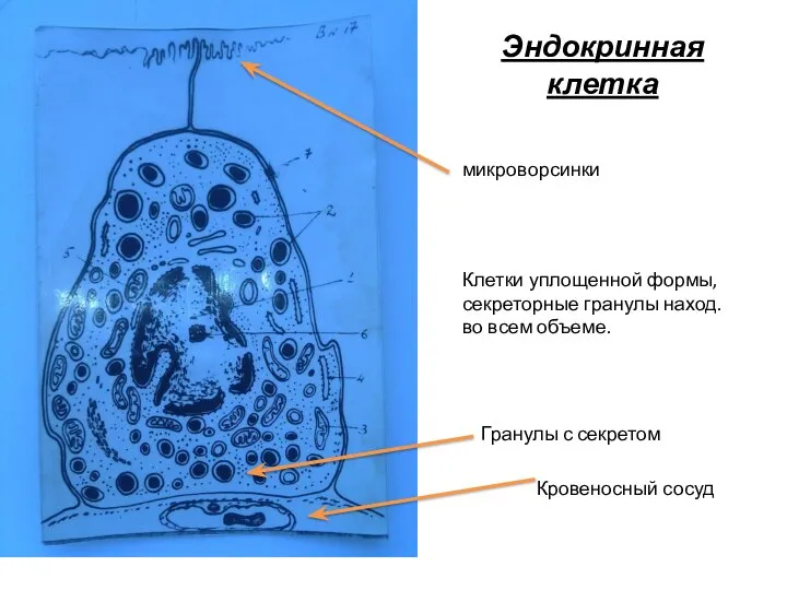 Эндокринная клетка Гранулы с секретом Кровеносный сосуд микроворсинки Клетки уплощенной формы, секреторные гранулы наход.во всем объеме.