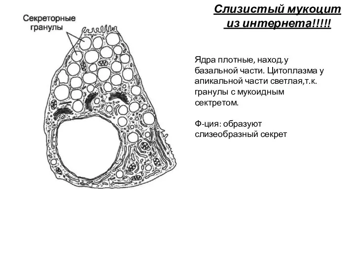 Слизистый мукоцит из интернета!!!!! Ядра плотные, наход.у базальной части. Цитоплазма у