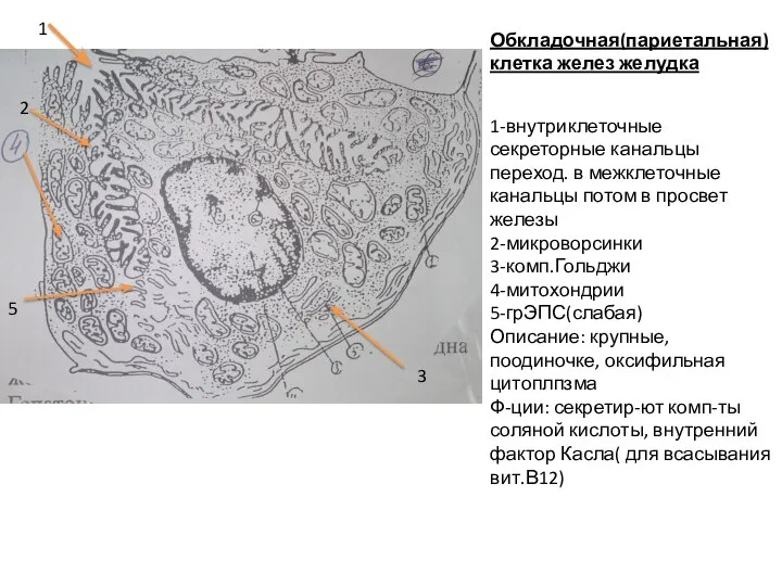 Обкладочная(париетальная) клетка желез желудка 1 2 3 5 1-внутриклеточные секреторные канальцы