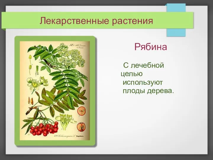 Рябина С лечебной целью используют плоды дерева. Лекарственные растения