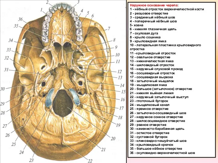 Наружное основание черепа: 1 - нёбный отросток верхнечелюстной кости 2 -