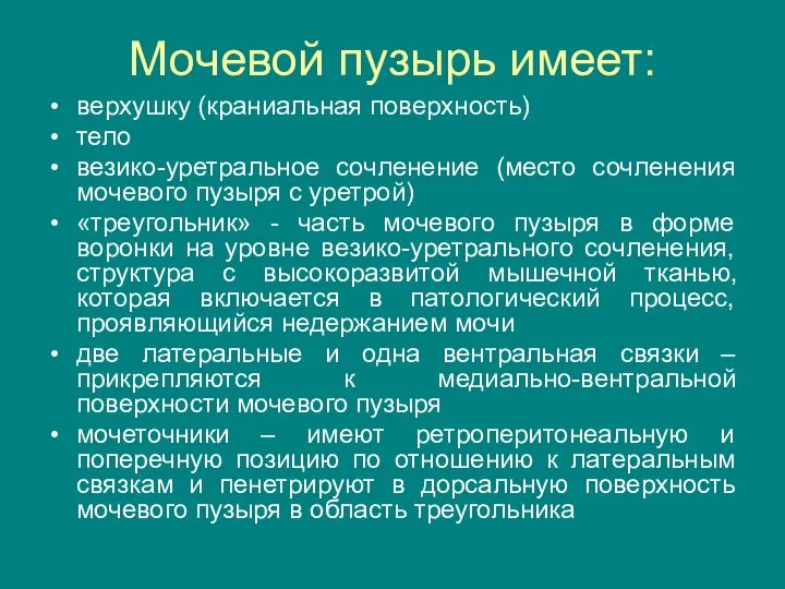 Мочевой пузырь имеет: верхушку (краниальная поверхность) тело везико-уретральное сочленение (место сочленения