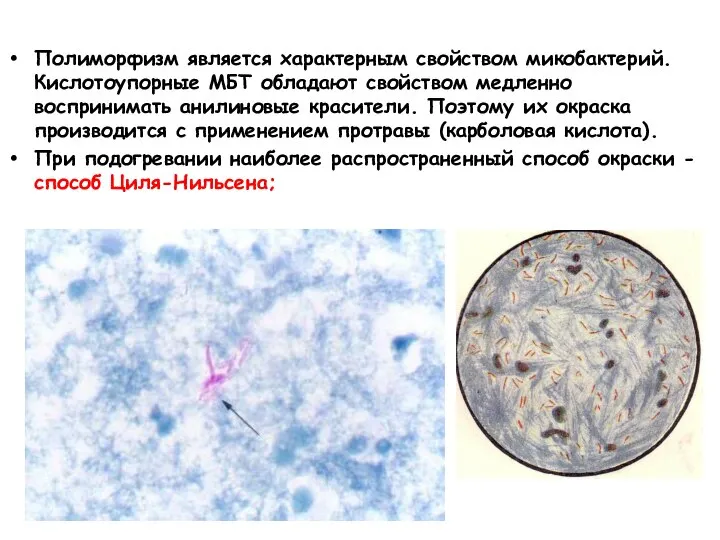 Полиморфизм является характерным свойством микобактерий. Кислотоупорные МБТ обладают свойством медленно воспринимать