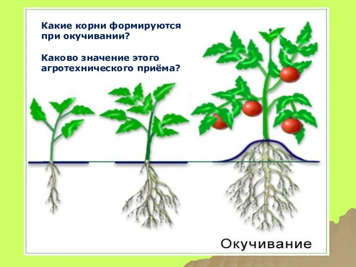 Какие корни формируются при окучивании? Каково значение этого агротехнического приёма?