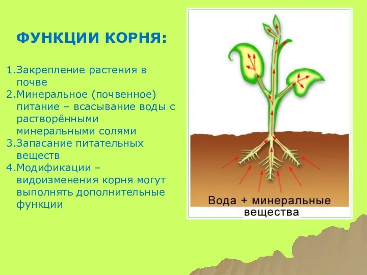 ФУНКЦИИ КОРНЯ: Закрепление растения в почве Минеральное (почвенное) питание – всасывание
