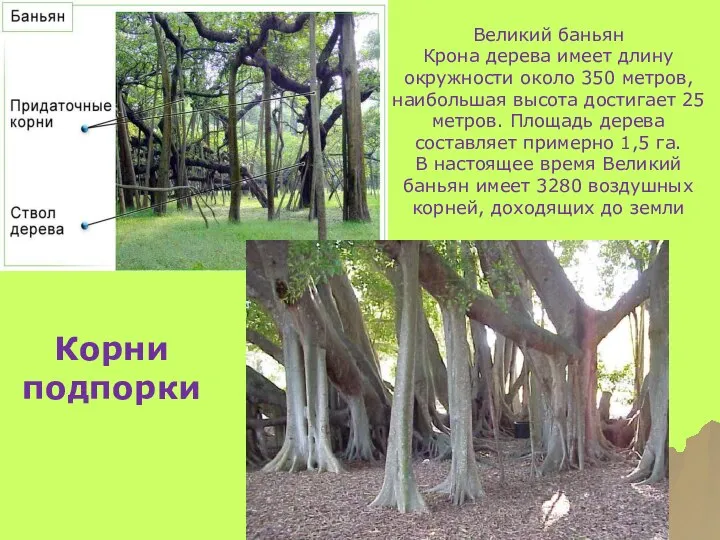 Корни подпорки Великий баньян Крона дерева имеет длину окружности около 350