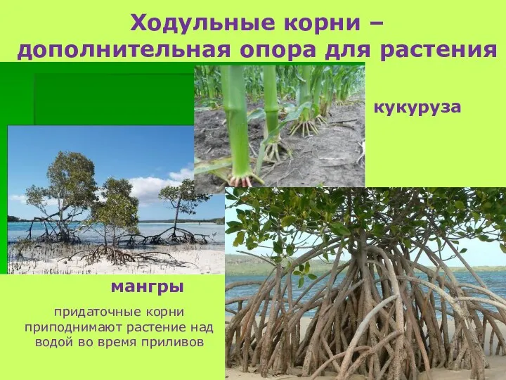 кукуруза мангры Ходульные корни – дополнительная опора для растения придаточные корни