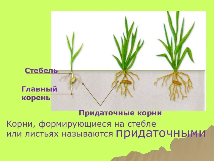 Стебель Главный корень Придаточные корни Корни, формирующиеся на стебле или листьях называются придаточными