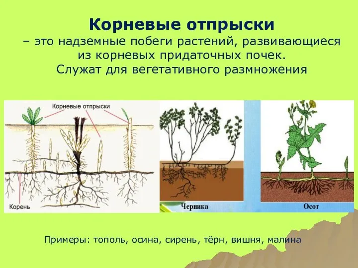 Корневые отпрыски – это надземные побеги растений, развивающиеся из корневых придаточных