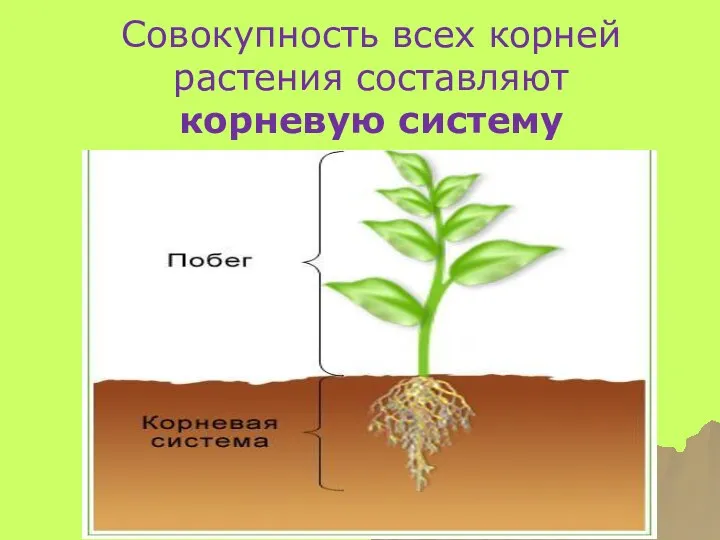 Совокупность всех корней растения составляют корневую систему