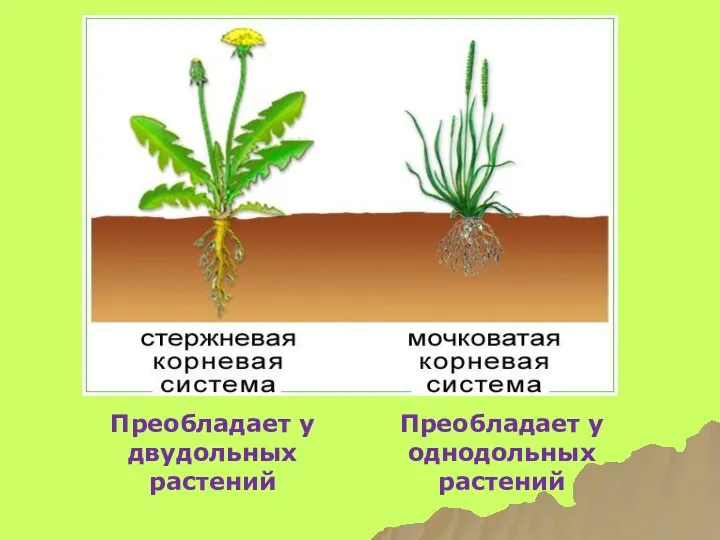 Преобладает у двудольных растений Преобладает у однодольных растений