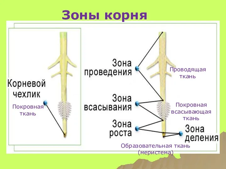 Зоны корня Покровная ткань Образовательная ткань (меристема) Покровная всасывающая ткань Проводящая ткань