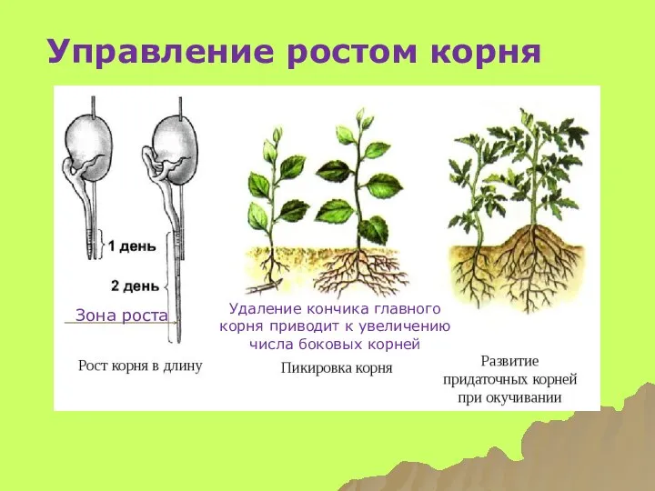 Управление ростом корня Зона роста Удаление кончика главного корня приводит к увеличению числа боковых корней