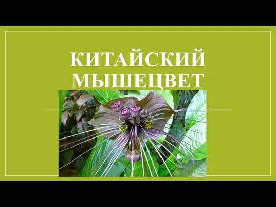 КИТАЙСКИЙ МЫШЕЦВЕТ