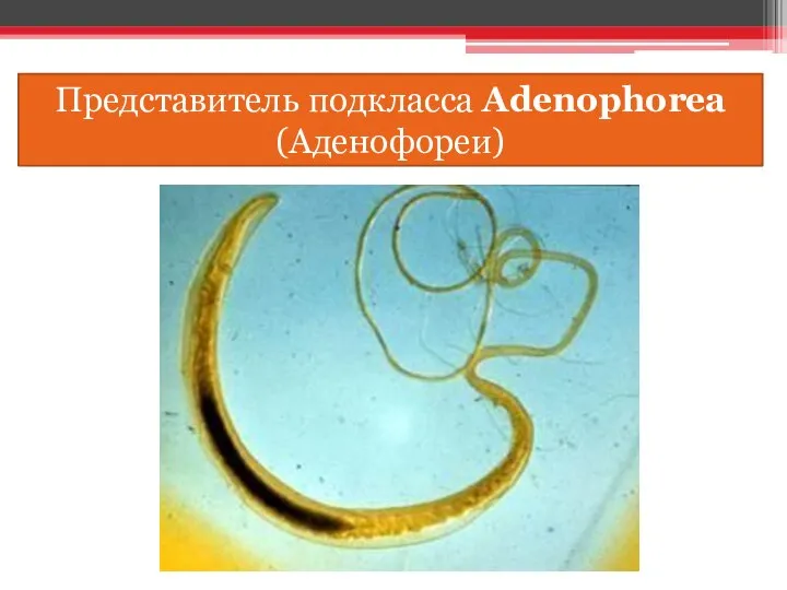 Представитель подкласса Adenophorea (Аденофореи)