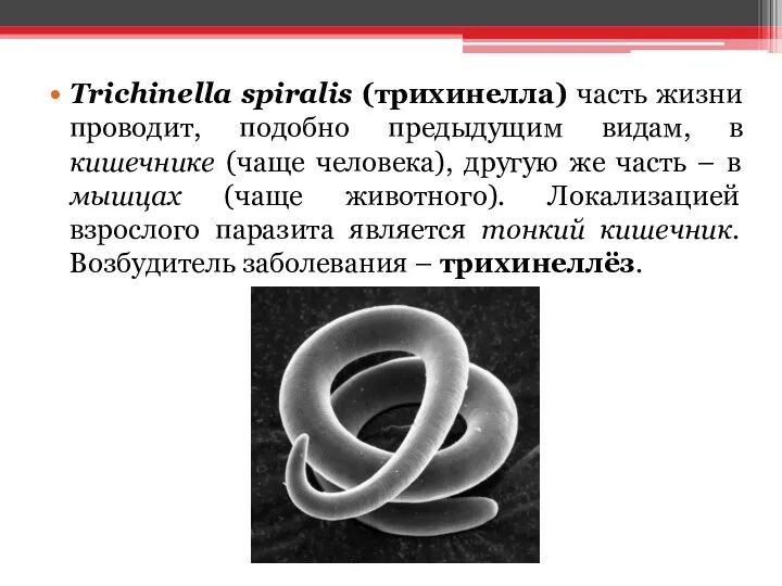 Trichinella spiralis (трихинелла) часть жизни проводит, подобно предыдущим видам, в кишечнике