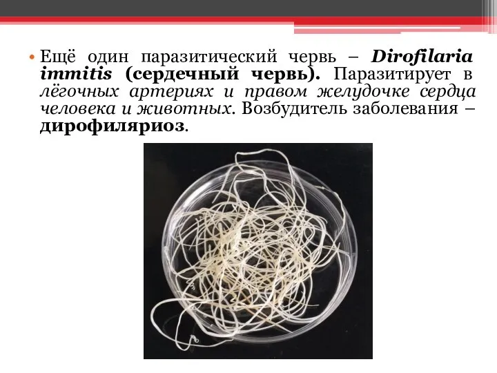 Ещё один паразитический червь – Dirofilaria immitis (сердечный червь). Паразитирует в